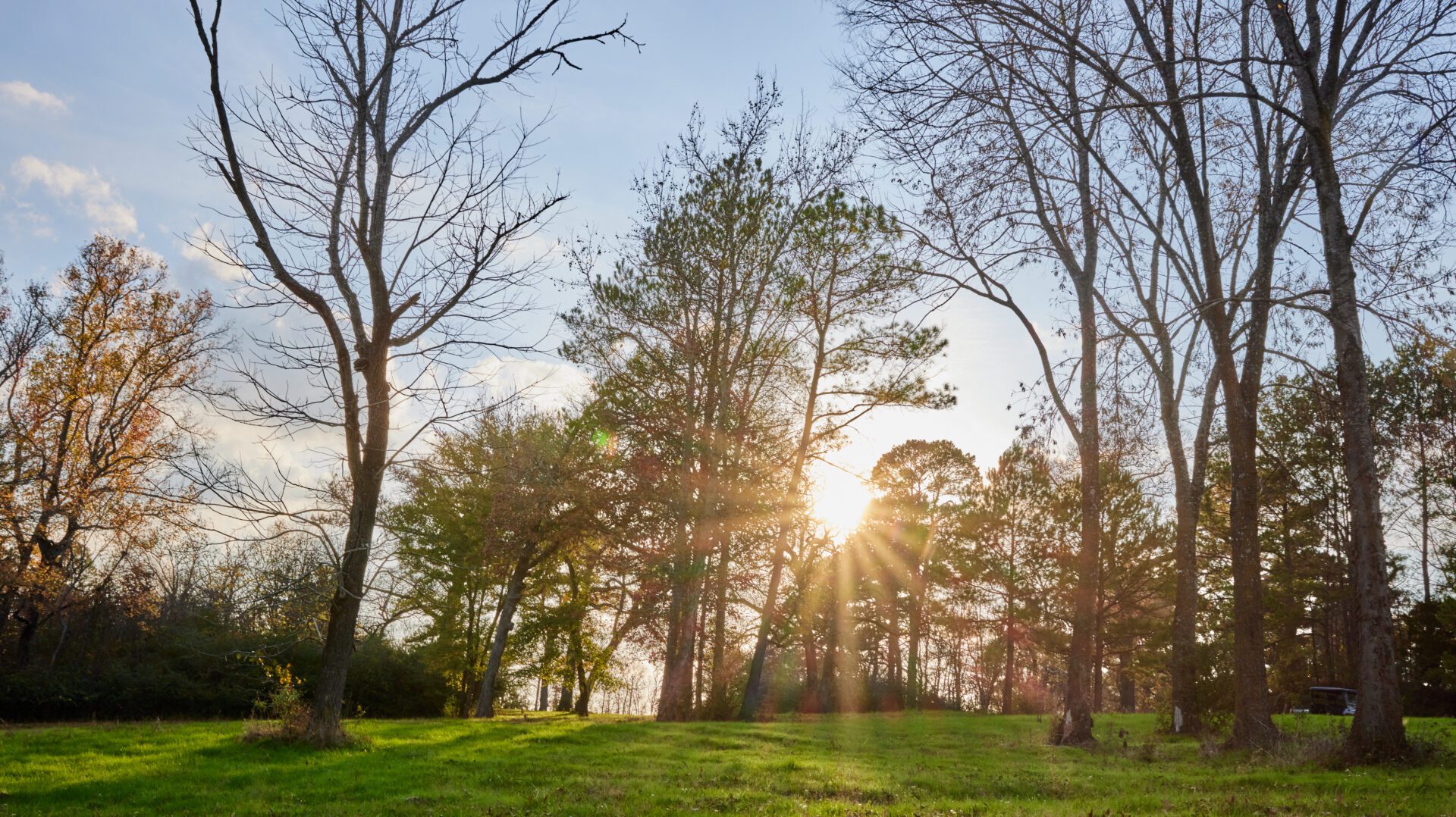 a sun shining through trees.